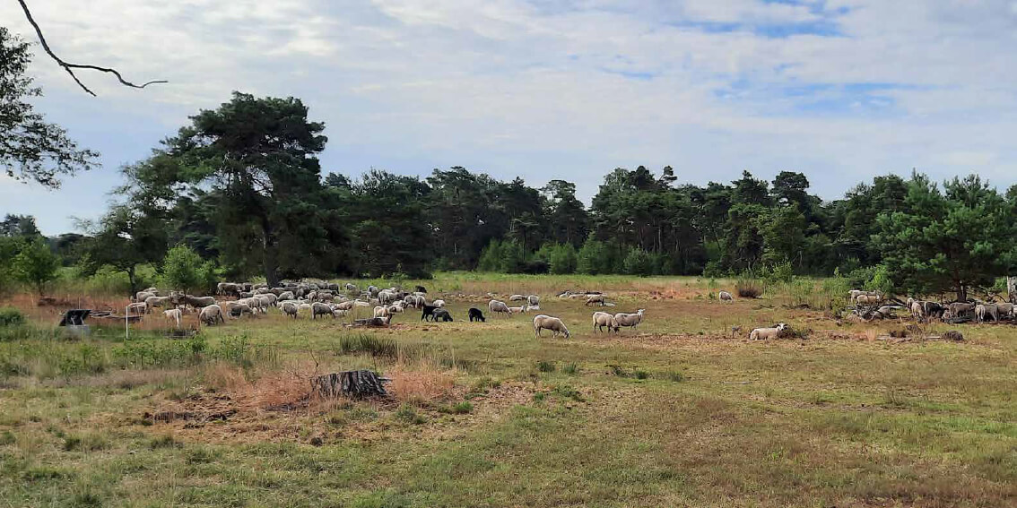 Het boetelerveld Raalte